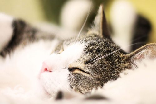 What can you do to sleep better?