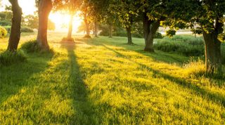 A Happy New Year: understanding depression and the natural solutions