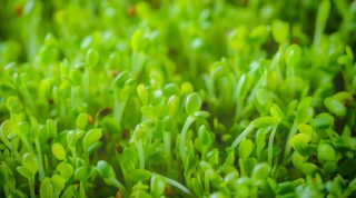 The most amazing antioxidant and detoxifier: sulforaphane in broccoli seed extract