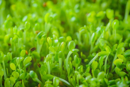 The most amazing antioxidant and detoxifier: sulforaphane in broccoli seed extract